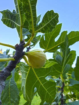 a branch of a fig tree with some leaves and a single unripe fig